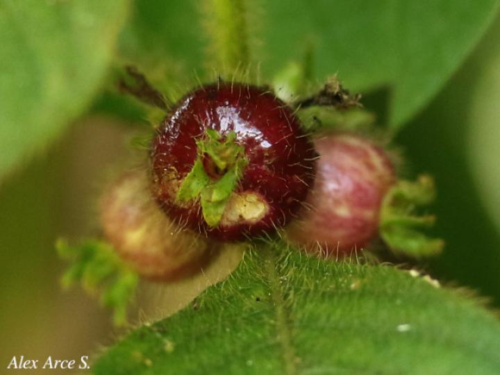 Sabicea panamensis