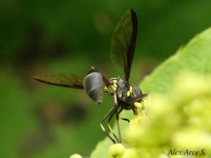 Salpingogaster nigra