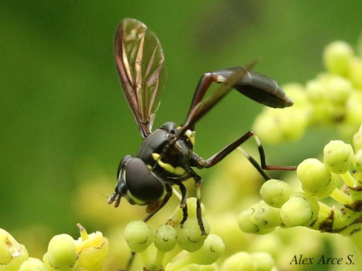 Salpingogaster nigra