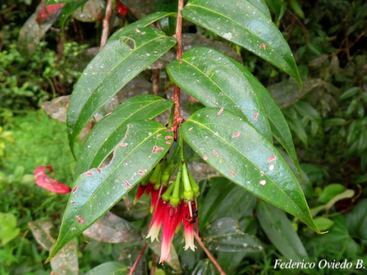 Satyria panurensis (Colmillos)