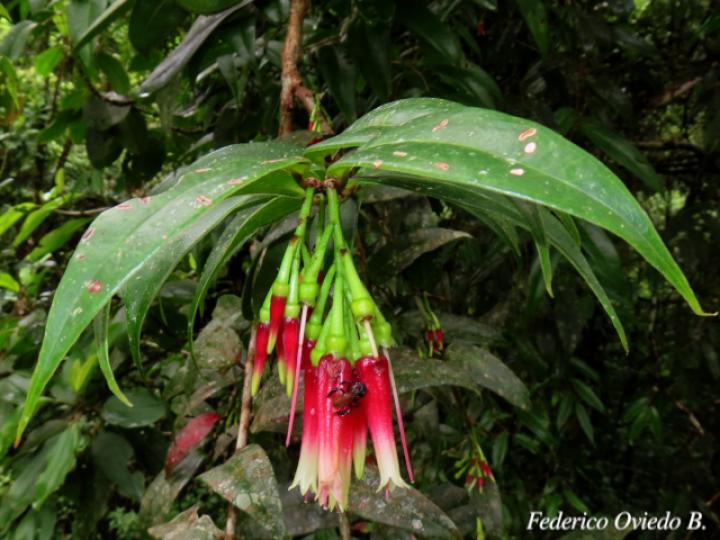 Satyria panurensis (Colmillos)