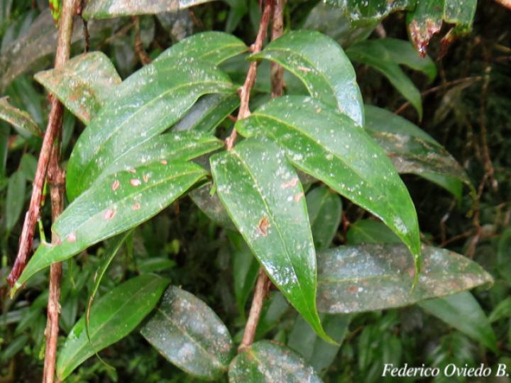 Satyria panurensis (Colmillos)