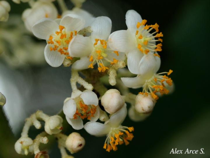 Saurauia yasicae (Moquillo)