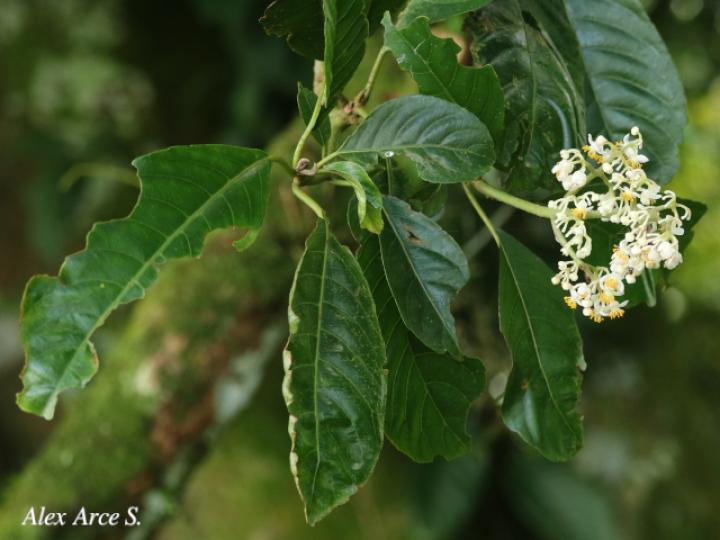 Saurauia yasicae (Moquillo)