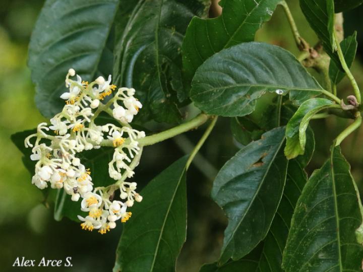 Saurauia yasicae (Moquillo)