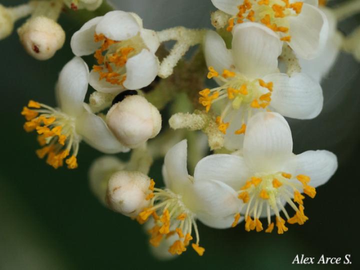 Saurauia yasicae (Moquillo)