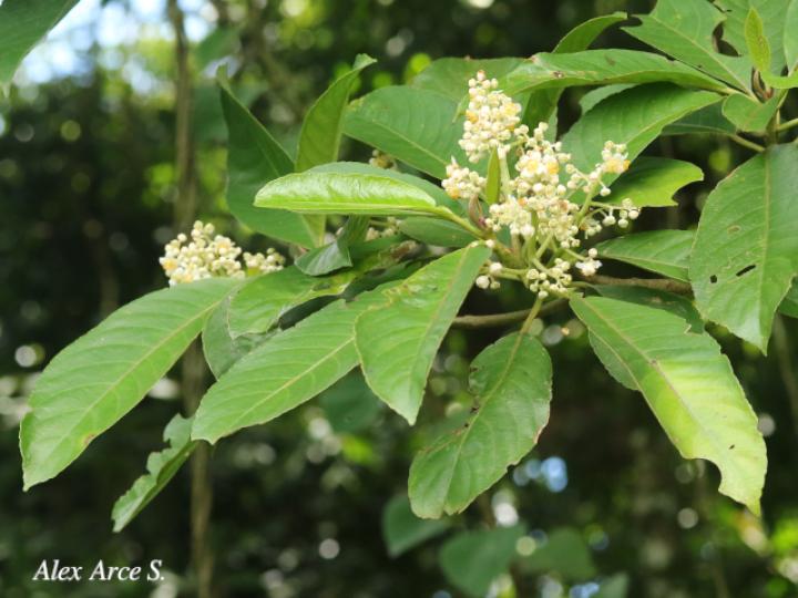 Saurauia yasicae (Moquillo)