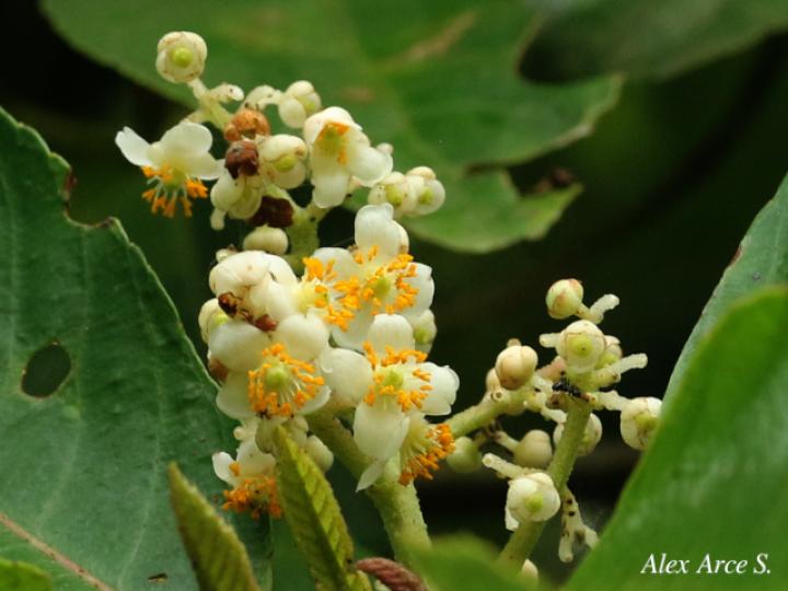 Saurauia yasicae (Moquillo)