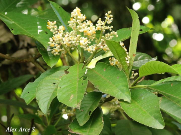 Saurauia yasicae (Moquillo)