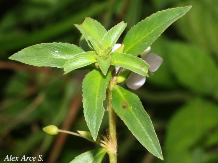 Sauvagesia erecta