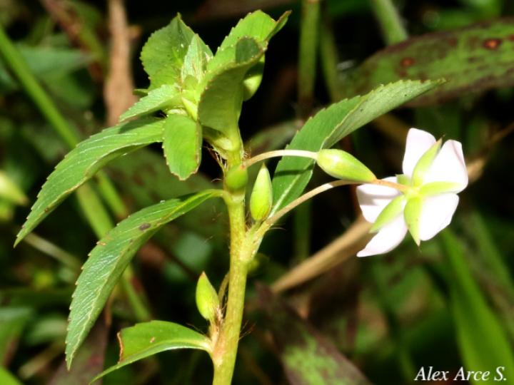 Sauvagesia erecta