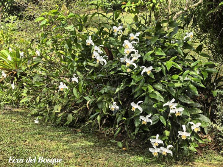 Sobralia chrysostoma