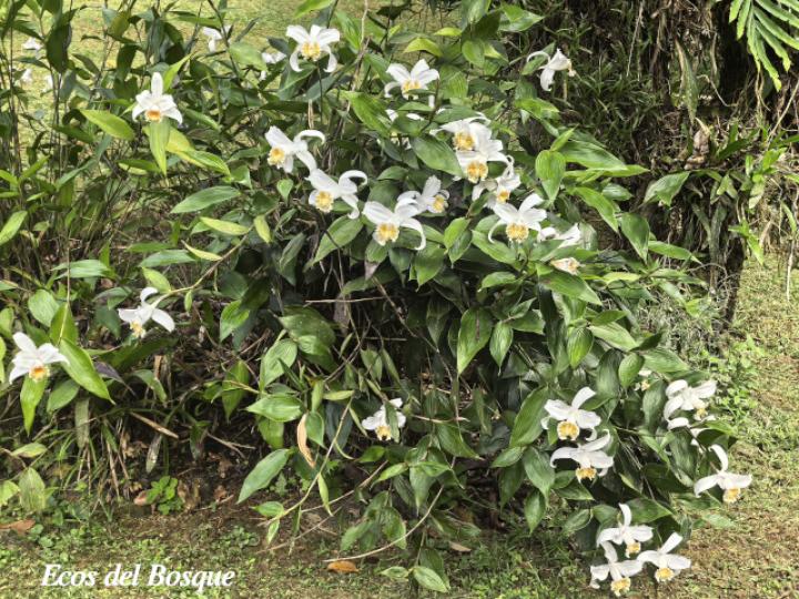 Sobralia chrysostoma