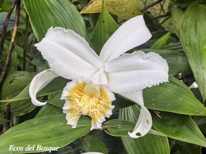 Sobralia chrysostoma