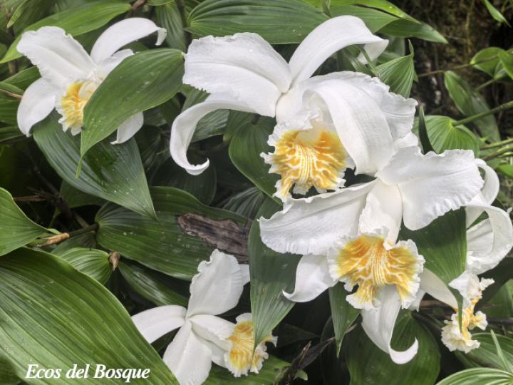 Sobralia chrysostoma