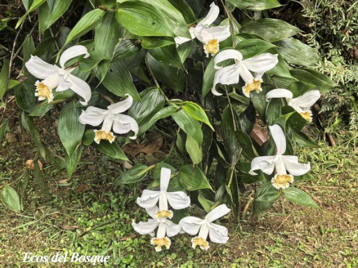 Sobralia chrysostoma