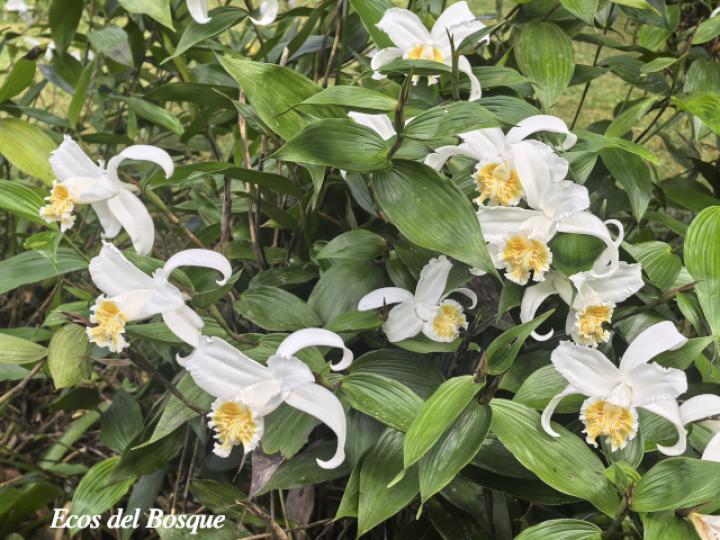 Sobralia chrysostoma