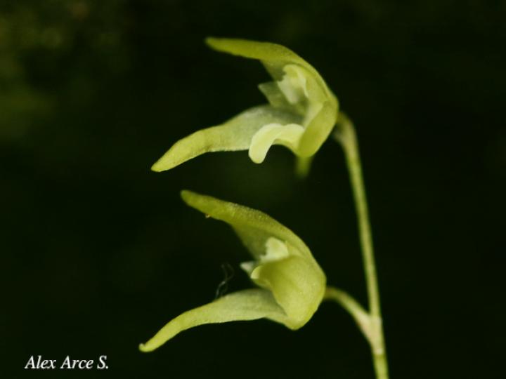 Specklinia calyptrostele
