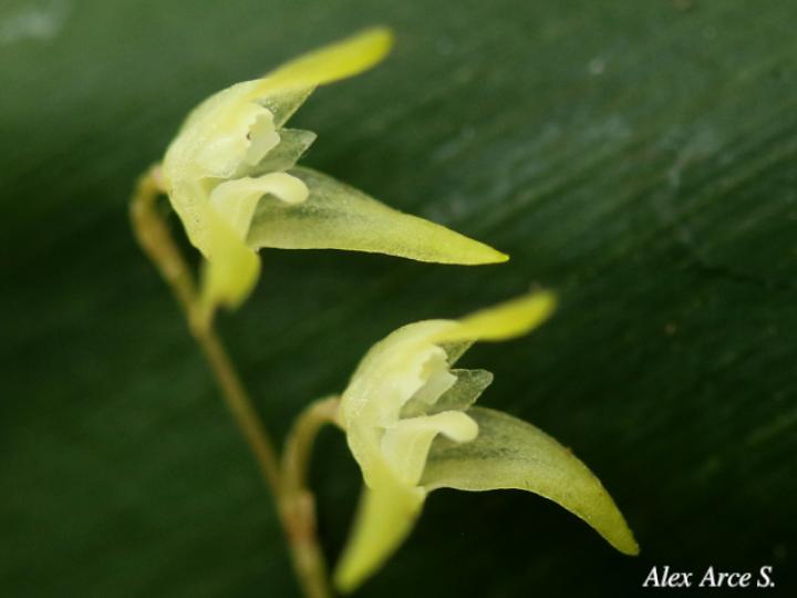 Specklinia calyptrostele