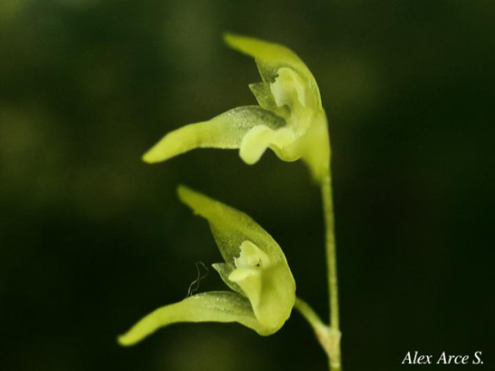 Specklinia calyptrostele