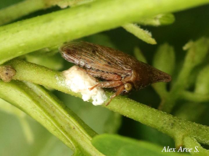 Aconophora mexicana