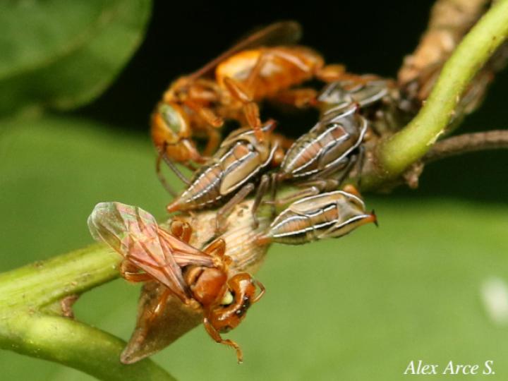 Aconophora mexicana