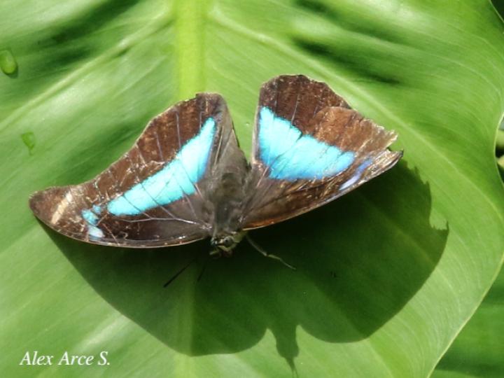 Archaeoprepona demophon