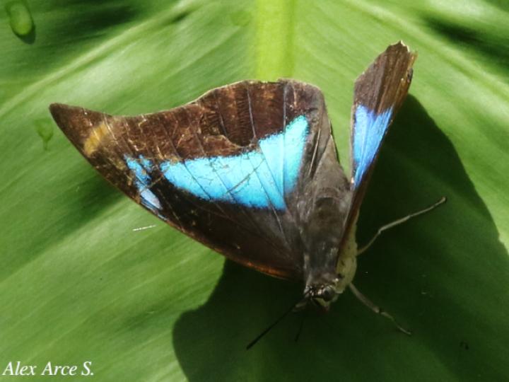 Archaeoprepona demophon
