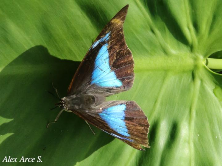 Archaeoprepona demophon