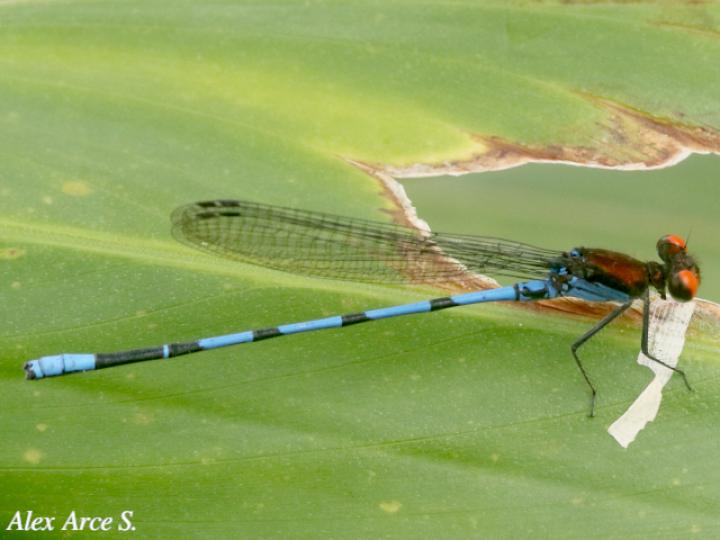 Argia cupraurea