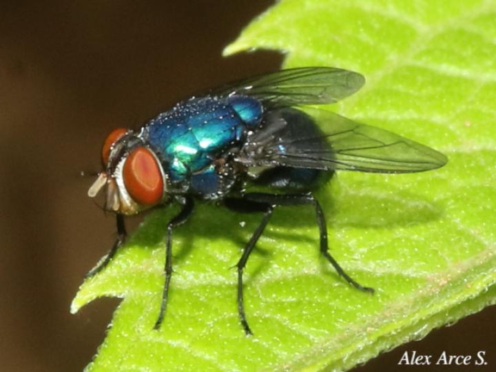 Chrysomya megacephala