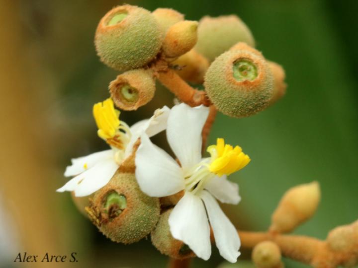 Conostegia xalapensis