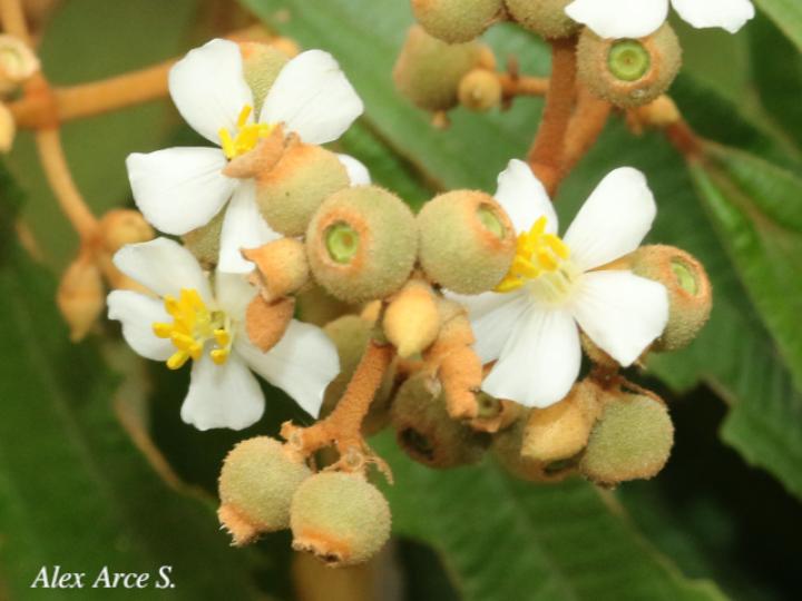 Conostegia xalapensis