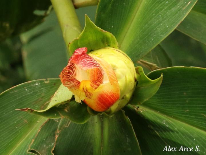 Costus laevis
