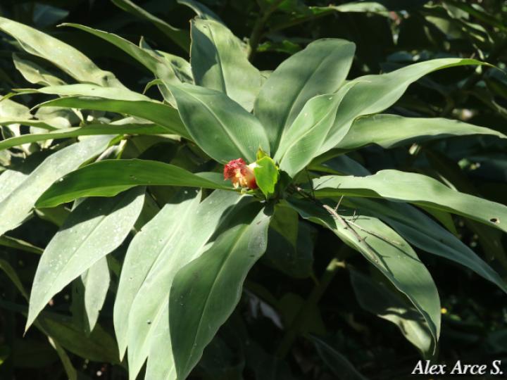 Costus laevis