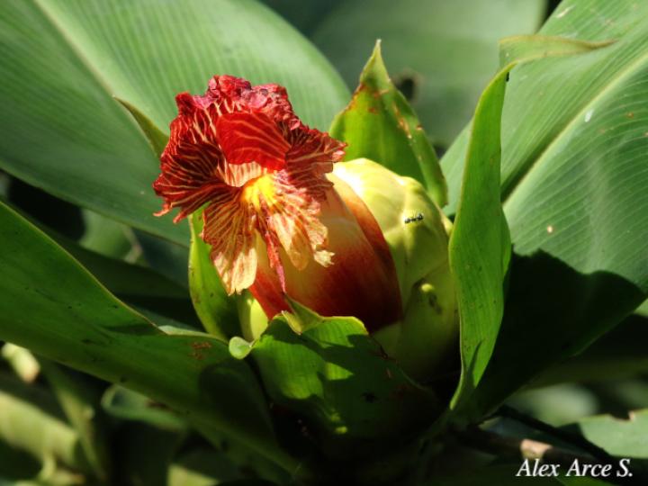 Costus laevis