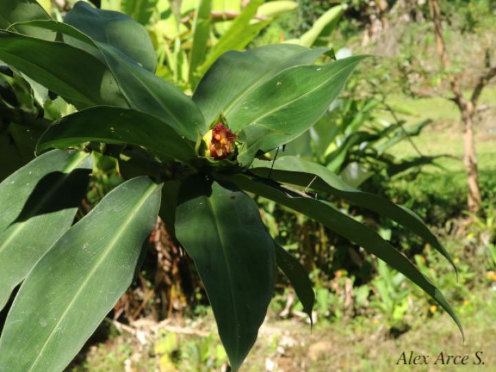 Costus laevis