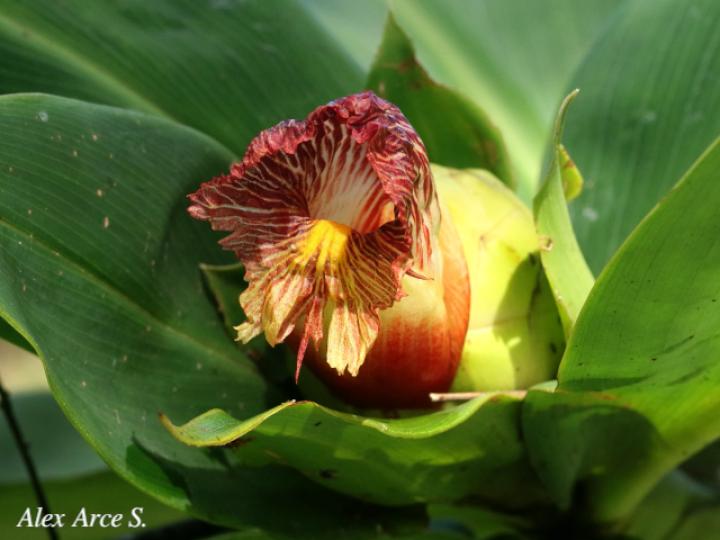 Costus laevis