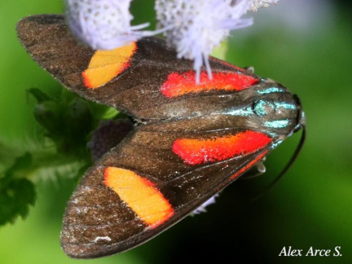 Cyanopepla submacula