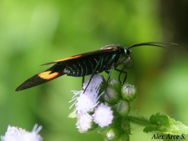 Cyanopepla submacula