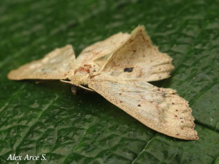 Cyclophora raspata