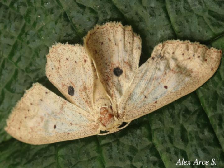 Cyclophora raspata
