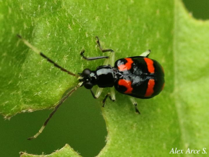 Diabrotica trifasciata