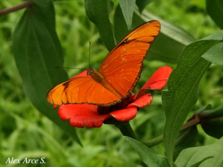 Dryas iulia moderata