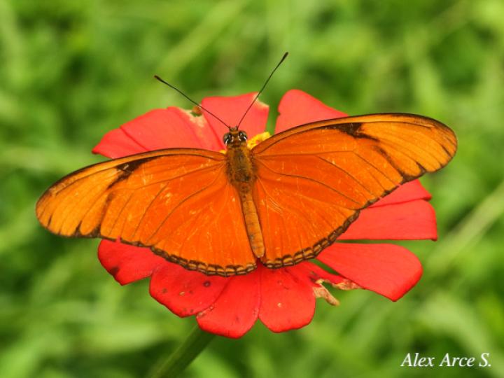 Dryas iulia moderata
