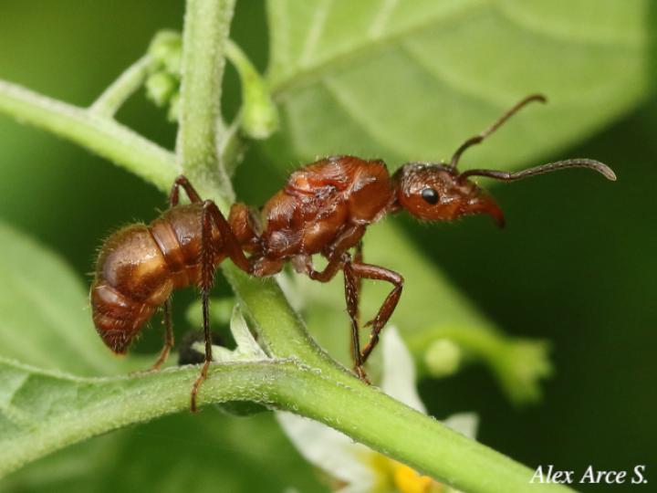 Ectatomma tuberculatum