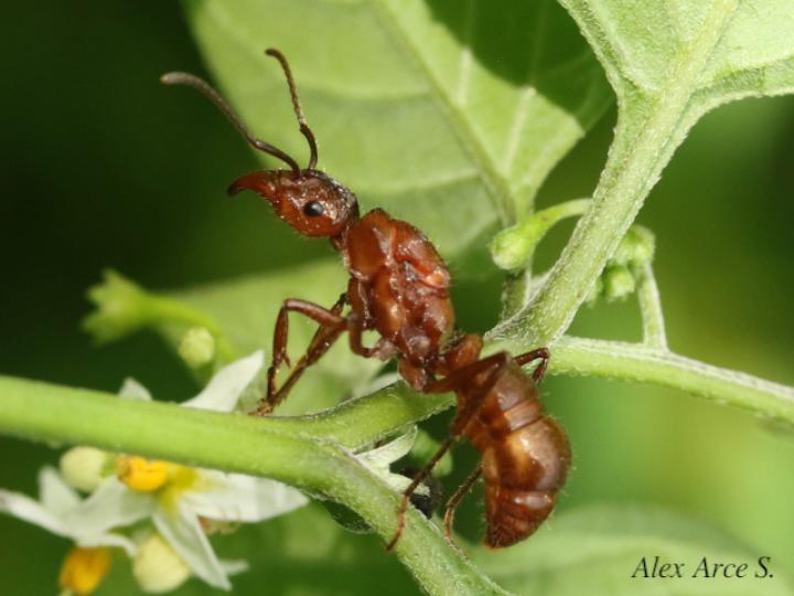 Ectatomma tuberculatum