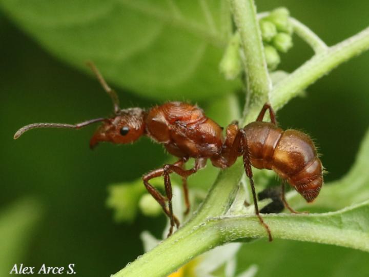Ectatomma tuberculatum