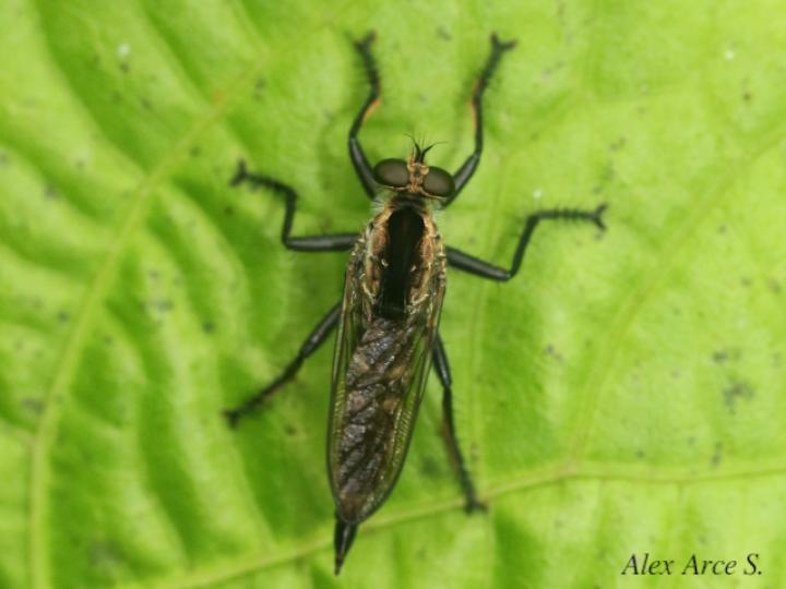 Eicherax bellardii