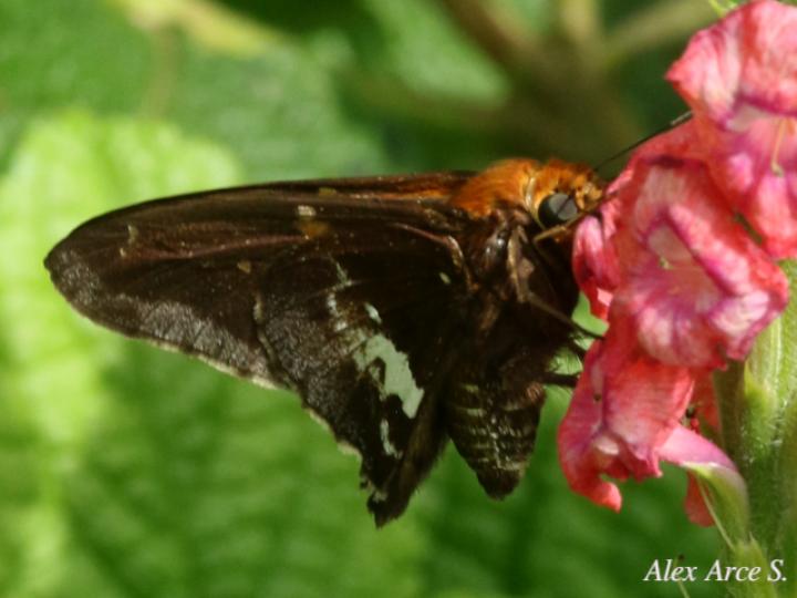 Epargyreus cruza